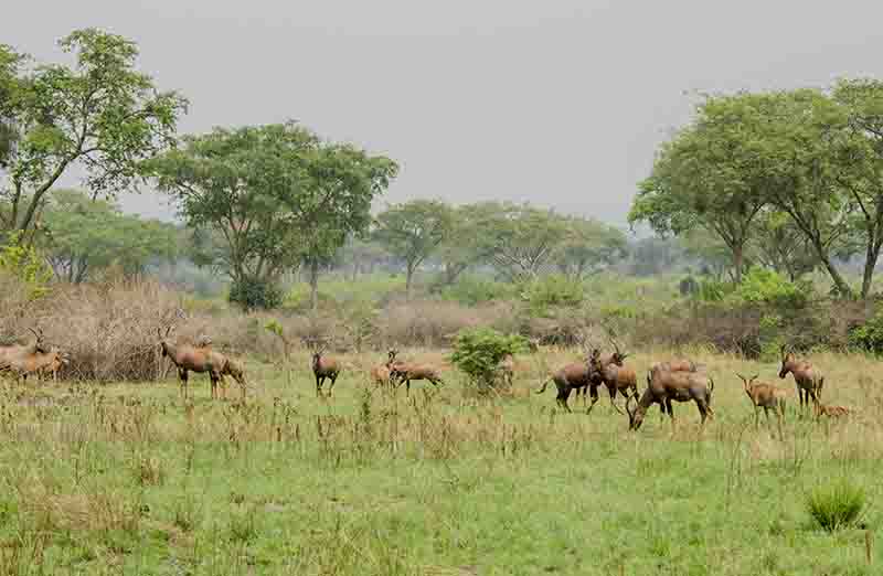 145 - Antilopes Topi - parque nacional Queen Elizabeth - Uganda